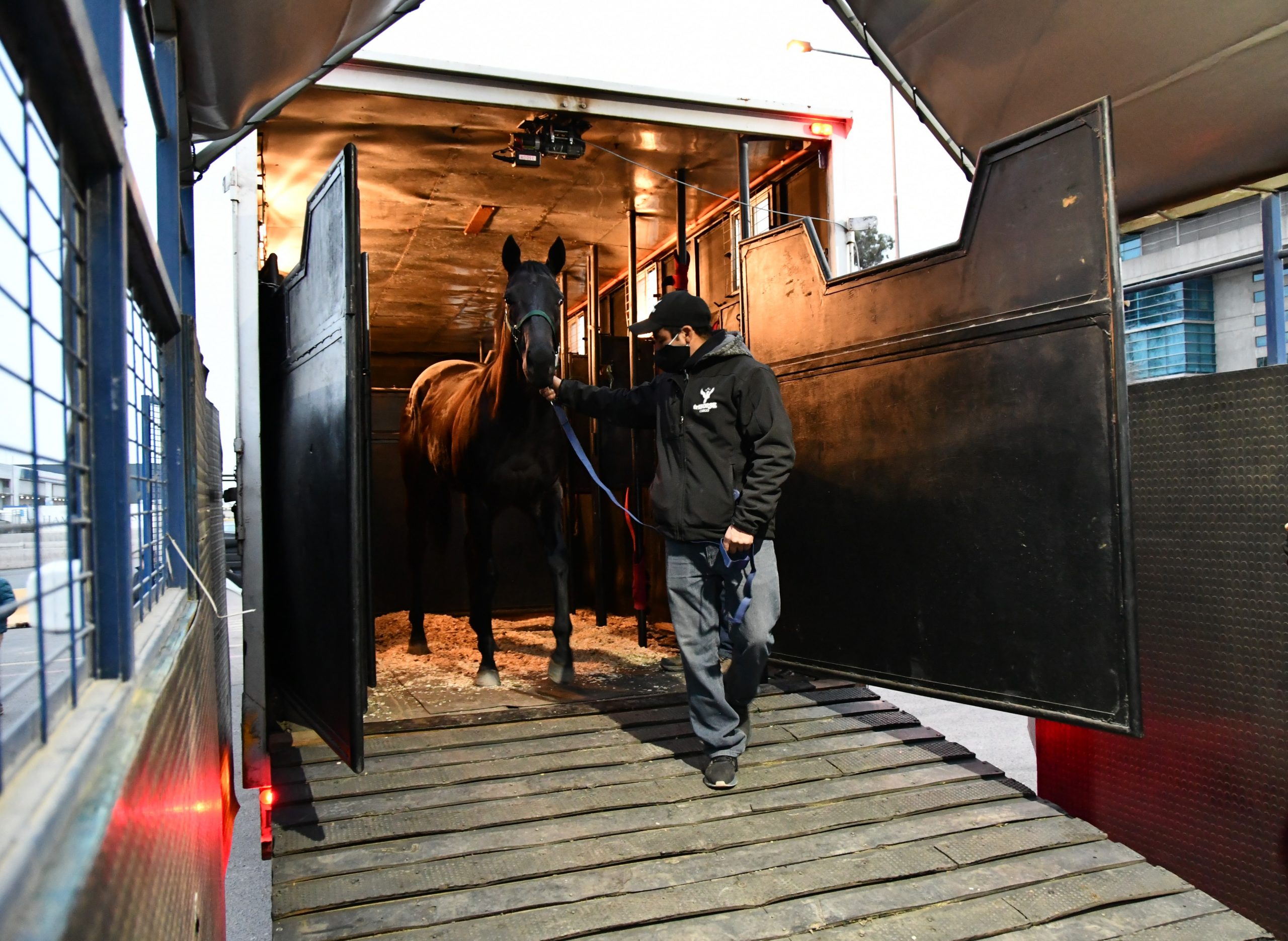 Caballos USA Trihorse