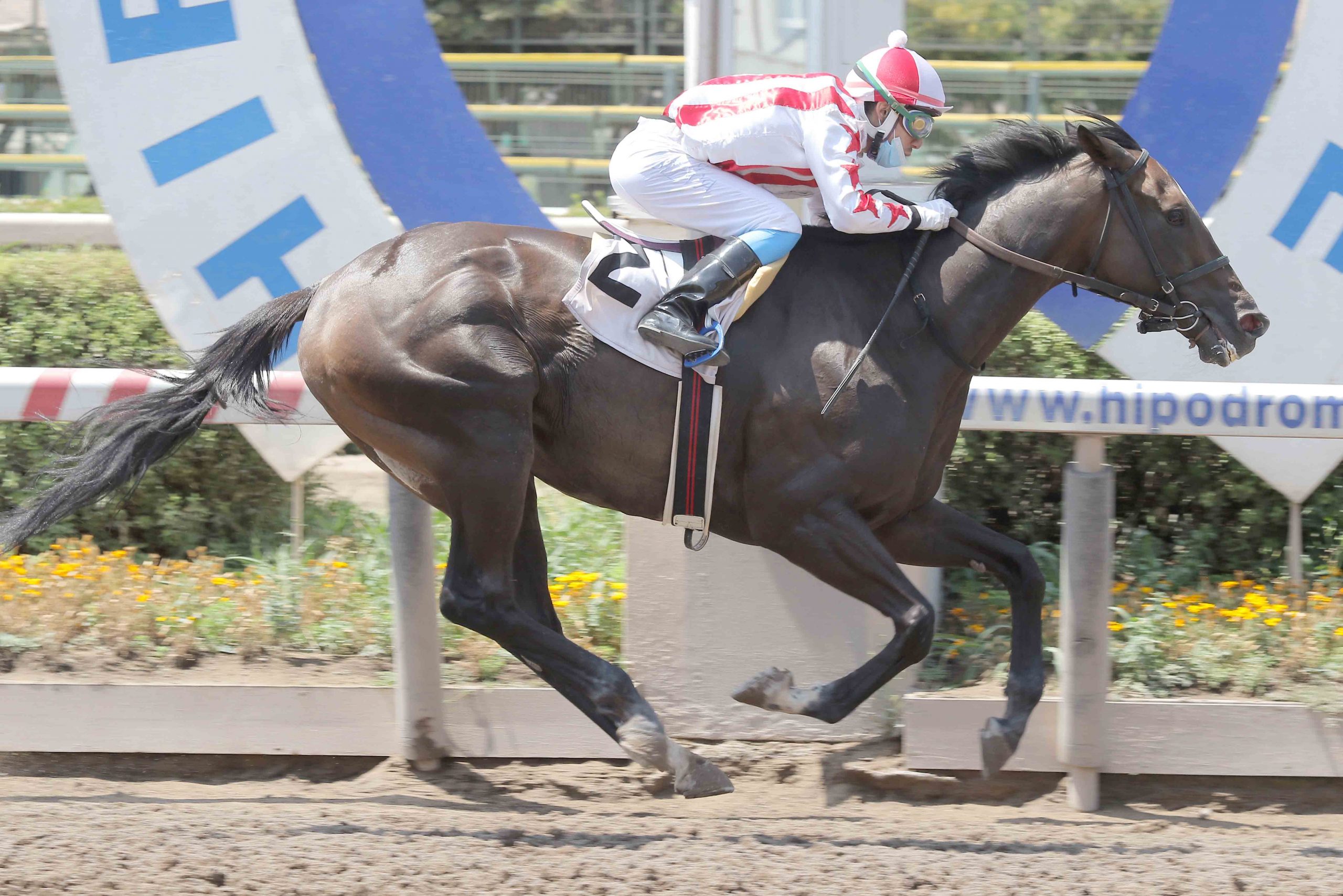 Reiven (State of Play) brilló en handicap (1600m-Arena-HCH).